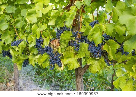 Vineyards of the Alella wine region in the vicinity of Barcelona on the Mediterranean Sea.