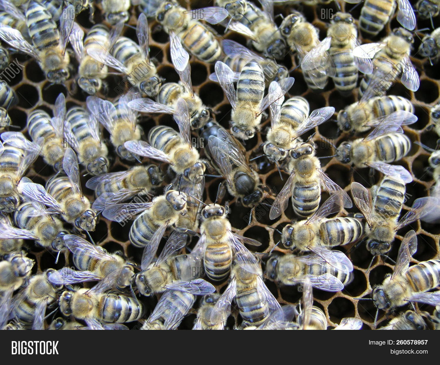 Mistress Bee Colonies Image & Photo (Free Trial) Bigstock