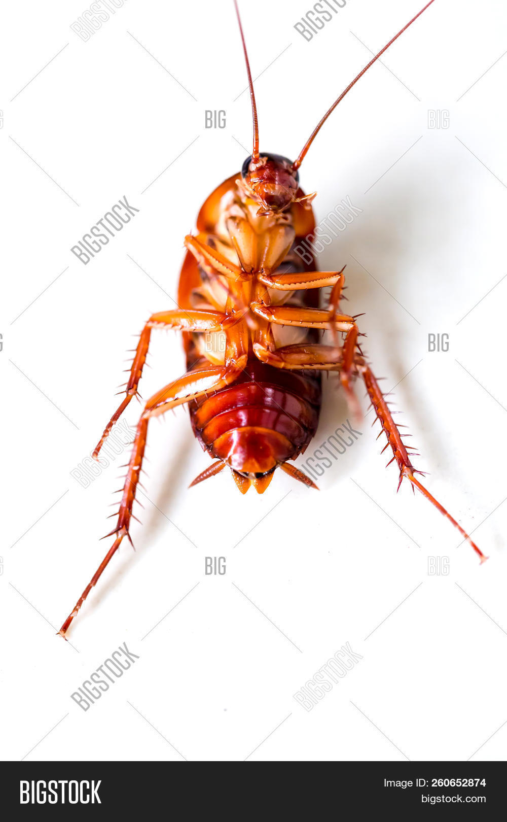 Cockroach On White Image & Photo (Free Trial) | Bigstock