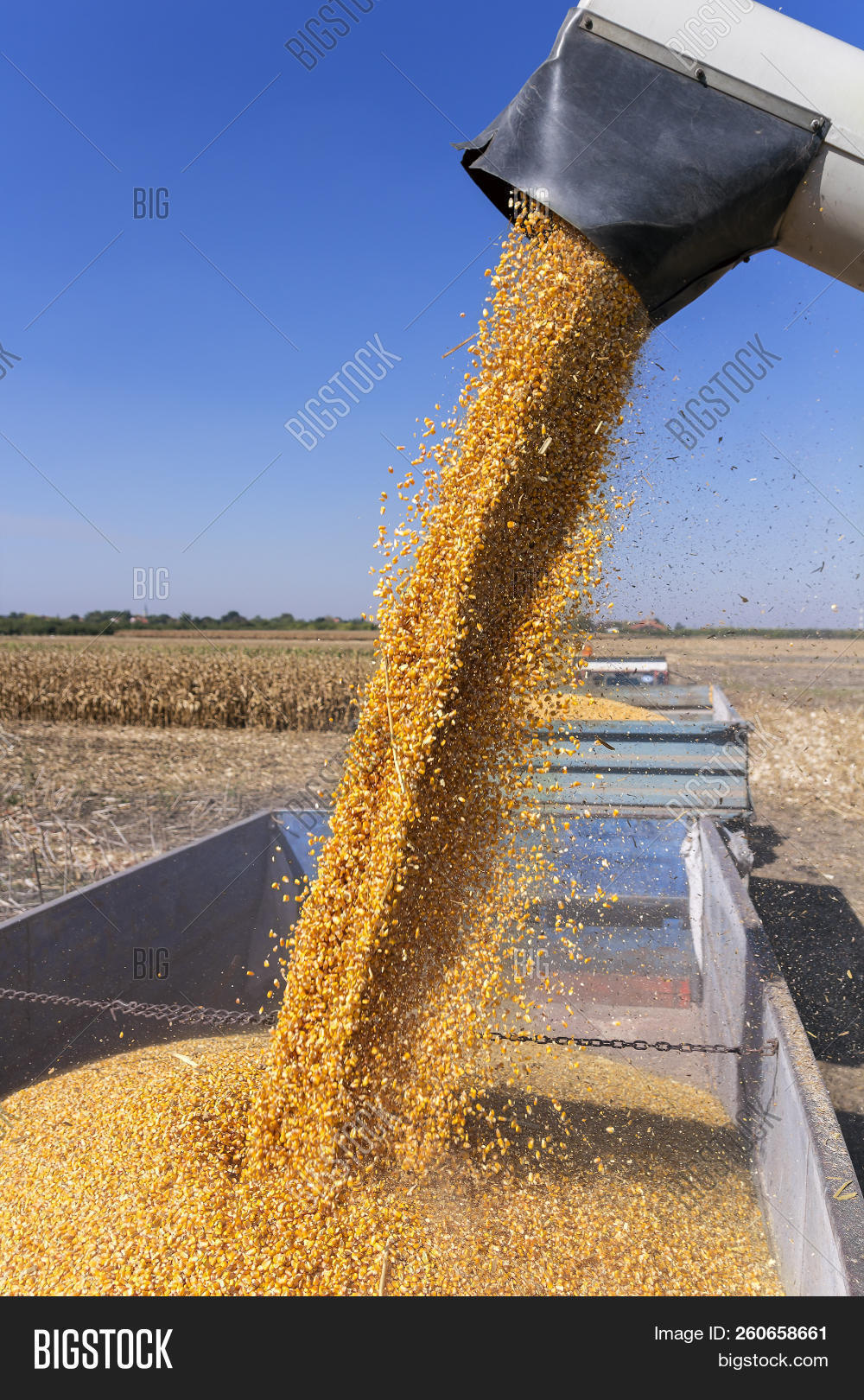 Corn Falling Combine Image & Photo (Free Trial) Bigstock