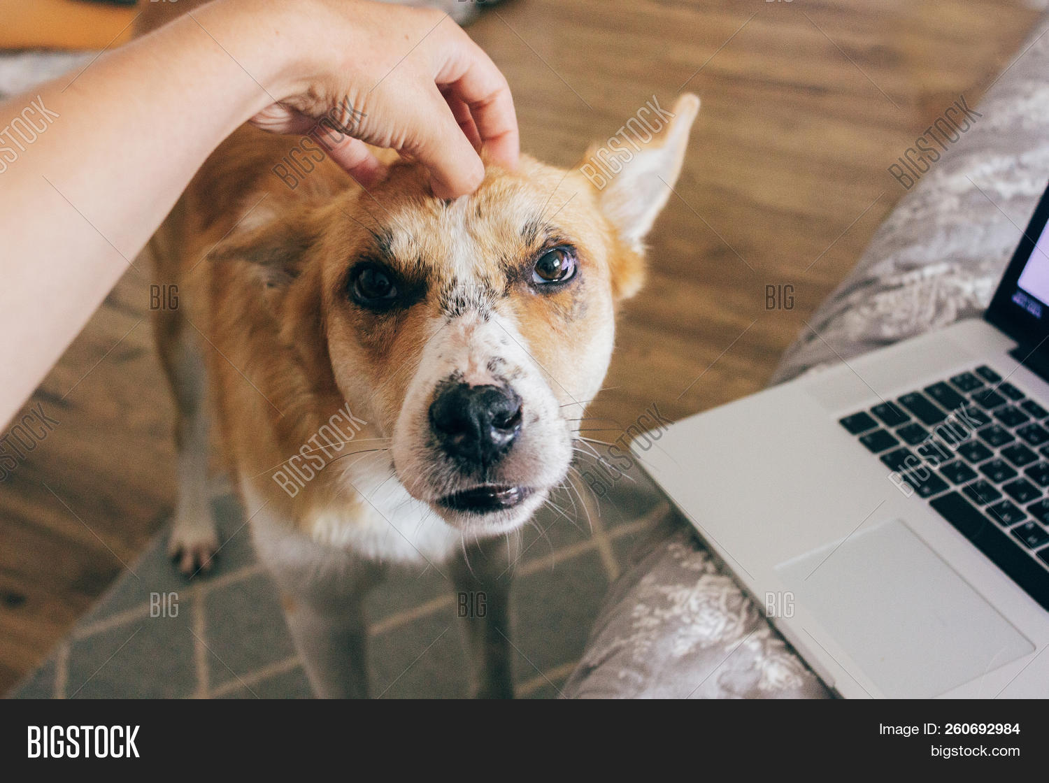 Hand Petting Cute Dog Image & Photo (Free Trial) Bigstock