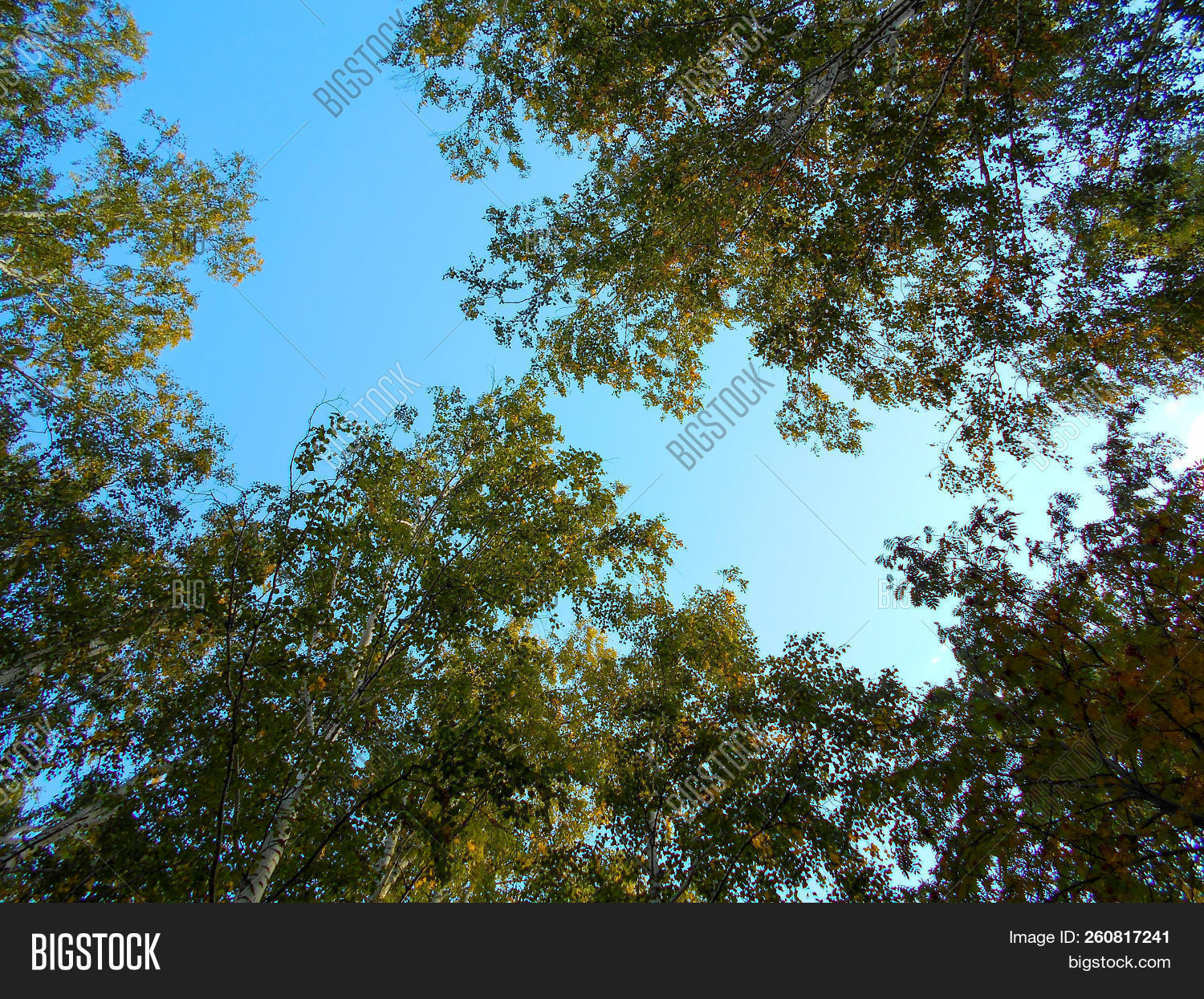 Forest Spring Image & Photo (Free Trial) | Bigstock