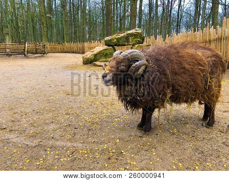 Close Up Portrait Of A Brown Awassi Sheep Curved Strong Horn With Thick Fur Goat At The Zoo Wild Par