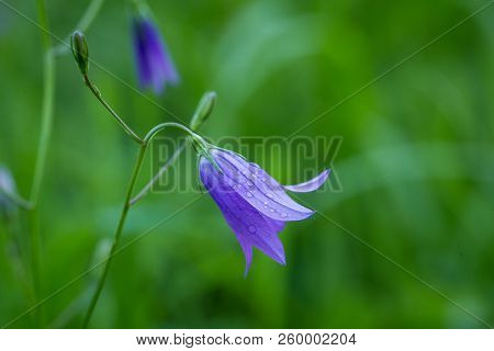 Spreading Bellflower (campanula Patula) In The Summer Meadow. Small Purple Flowers With Green Backgr