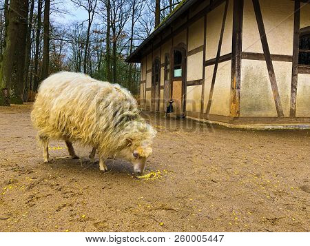 Old White Sheep Close-up With Long Thick Yellow Fur Hair At The Nature. Fair Animal Wellfare At The 
