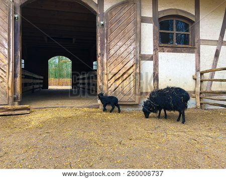 Young Black Lamb And Sheep With Long Thick Fur Hair At The Zoo Wild Park At The Nature. Fair Animal 