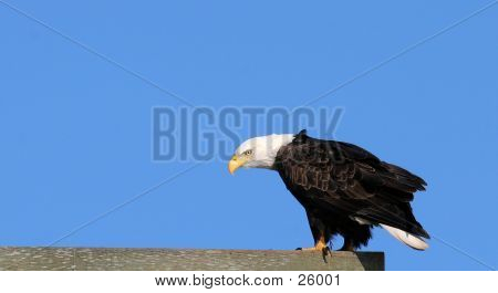 Eagle