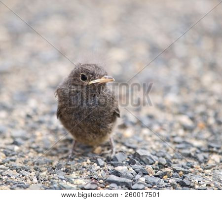 Flightless Nestling Of Blackbird - Turdus Merula