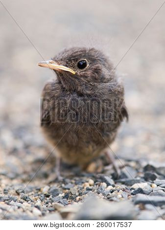 Flightless Nestling Of Blackbird Out Of Nest (turdus Merula)
