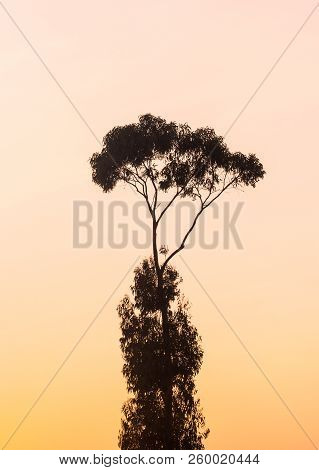Silhouette Of A Tree Against A Sunset Sky In Estremoz In Alentejo Region, Portugal.