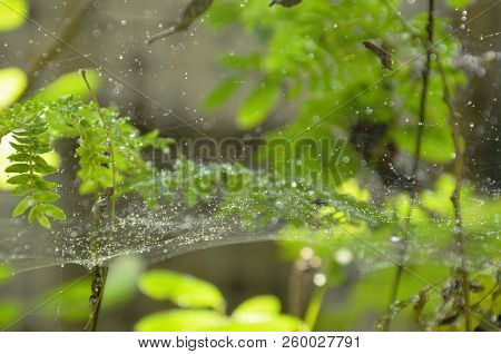 Drop Of Water On Spider Net In Garden
