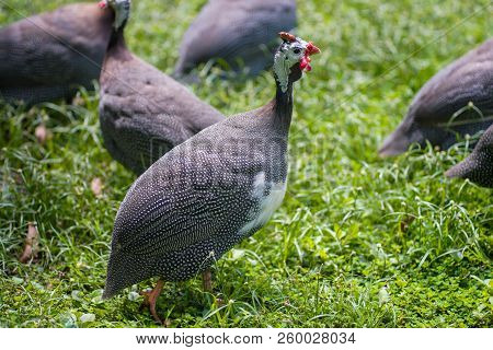 Guinea Fowl Is A Herd Of Walking On Green Grass Outdoors.