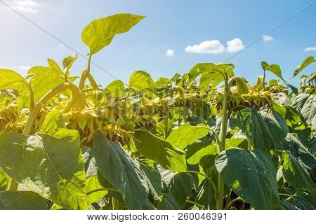 Sunflowers In The Phase Of Filling Seeds, In A Field, Under A Blue Sky With Clouds
