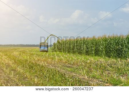 Harvest Of Juicy Corn Silage By A Combine Harvester And Transportation By Trucks, For Laying On Anim