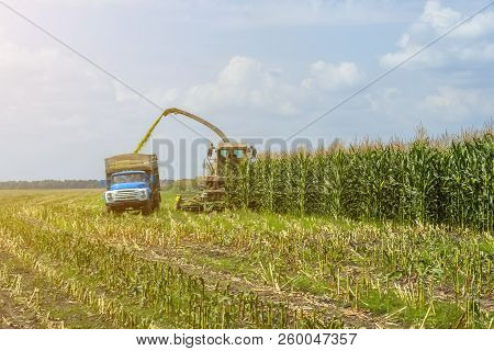 Harvest Of Juicy Corn Silage By A Combine Harvester And Transportation By Trucks, For Laying On Anim