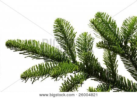 Juletræ, Abies
