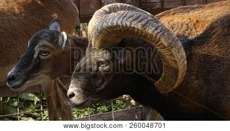 Close Up With Mouflons - Pair Of Mouflon - Wild Goats At Zoo / Mouflon Horns