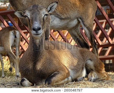 Close Up With Moufflon Female, Front View - Animal At Zoo / Wild In Nature