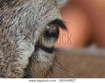 Close Up With Moufflon Female, Mouflon Eyes - Animal At Zoo / Wild In Nature