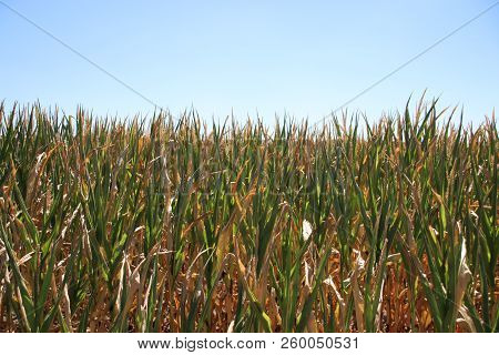 Brown Dried Fields Caused By The Dryness Of The Summer Of 2018 In The Netherlands.