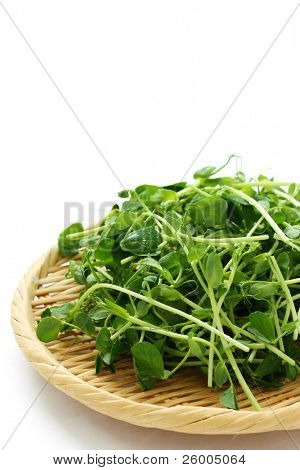 Snow pea sprouts