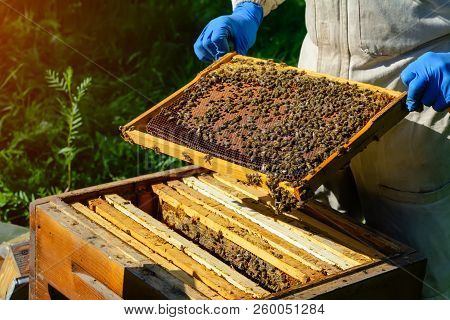 The Beekeeper Looks Over The Honeycomb With The Bee Larvae. Apiculture. Apiary