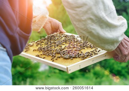 The Beekeeper Holds A Honey Cell With Bees In His Hands. Apiculture. Apiary