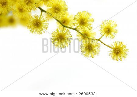 มิโมซ่า