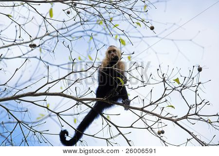 White faced Capuchin