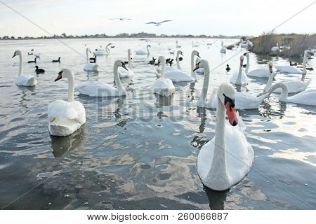White And Black Swans Swim In The Lake In Summer Or Autumn. Beautiful White Swans