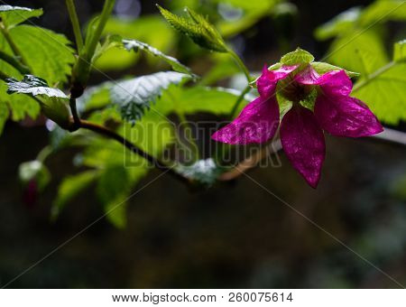 Wild Salmonberry Flower Shot Against Dark Background