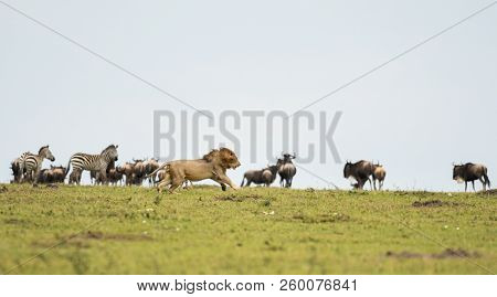 Male Lion In A Savannah With Wildebeest And Zebra Herd In Masai Mara Game Reserve, Kenya
