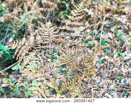 A Dried Branch Of A Ferny Fern In Bright Autumn Yellow And Fresh Green Leaves And Grass In The Fores
