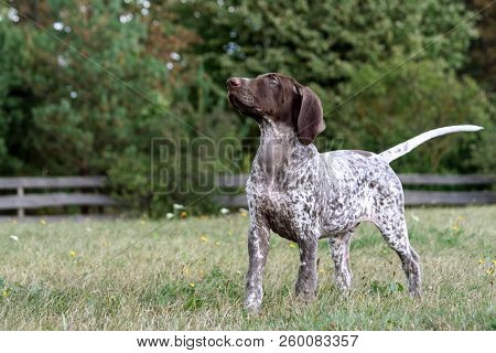 German Shorthaired Pointer, German Kurtshaar One Brown Spotted Puppy, Stands With Its Head Held High