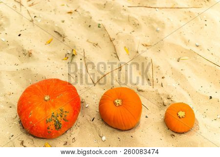 Pumpkin In Nature. Autumn Holiday Harvest Festival Halloween. Day Of The Dead. Hallowmas