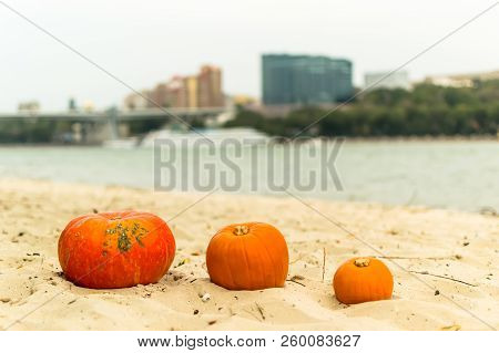 Pumpkin In Nature. Autumn Holiday Harvest Festival Halloween. Day Of The Dead. Hallowmas