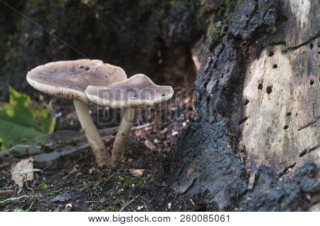 Deer Mushroom (pluteus Cervinus) Near A Birch Tree Stump