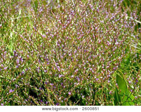Deniz Lavendar makro
