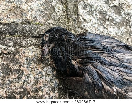 wild bird dead on the ground in a park, with no definite cause of death, depicting the still life.