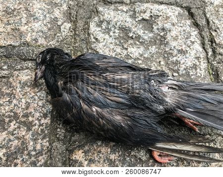 Wild Bird Dead On The Ground In A Park, With No Definite Cause Of Death, Depicting The Still Life.