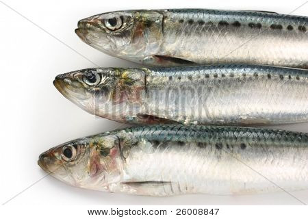 sardina giapponese, giapponese sardella