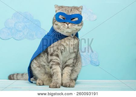 Superhero Cat, Scottish Whiskas With A Blue Cloak And Mask. The Concept Of A Superhero, Super Cat, L