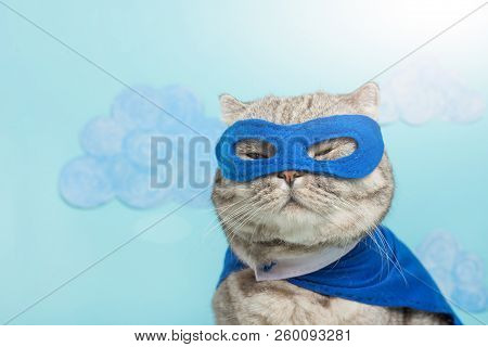 Scottish Cat Superhero In A Mask And Raincoat