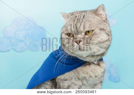 Superhero Cat, Scottish Whiskas With A Blue Cloak And Mask. The Concept Of A Superhero, Super Cat, L