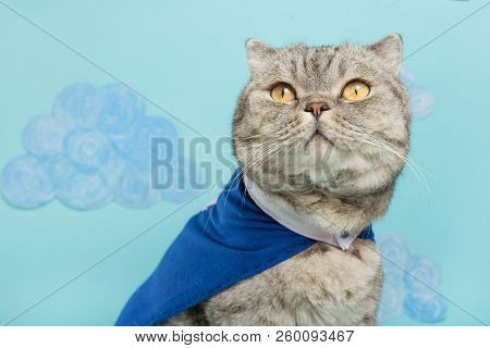Superhero Cat, In A Blue Raincoat