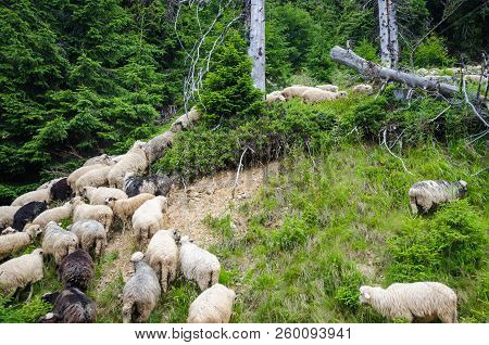 Flock Of Sheep In Pasture. Horizontal Frame