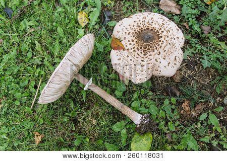 Mushrooms (macrolepiota Procera Or Lepiota Procera). Mushrooms Growing In  Autumn Garden