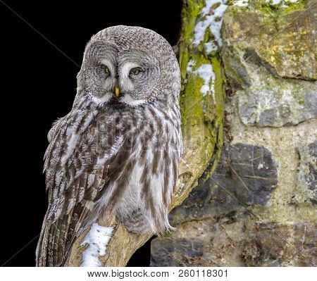 Great Grey Owl At Winter Time Partly Isolated In Black Back