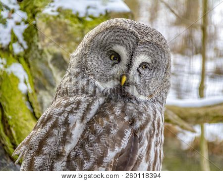 A Great Grey Owl At Winter Time