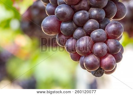 Black Grapes In The Vineyard In Natue
